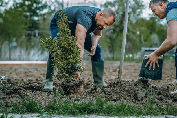 Best Root Management and Removal  in Yonkers, NY