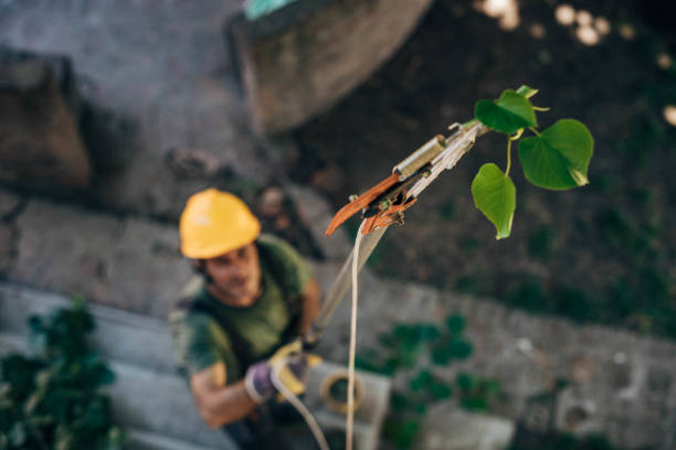 Best Tree Maintenance Programs  in Yonkers, NY