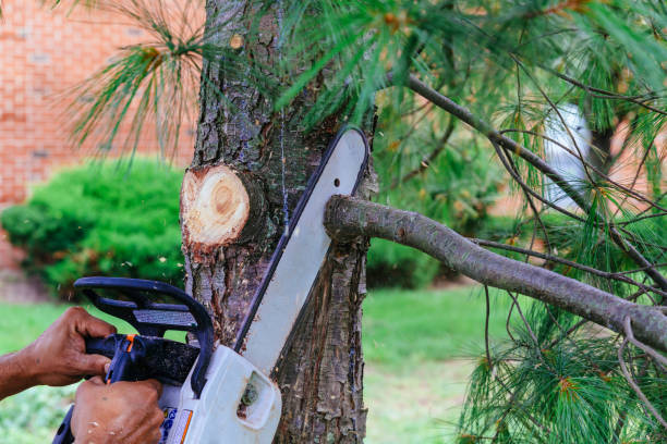 Reliable Yonkers, NY Tree Care Services Solutions